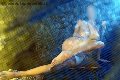 Foto Alina Ranieri Annunci Sexy Escort Rieti 3664350868 - 37