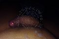 Roma Trans Escort Nathalie 339 63 31 329 foto selfie 6